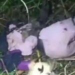 Penemuan mayat wanita di Cisauk Tangsel