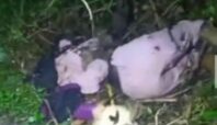 Penemuan mayat wanita di Cisauk Tangsel