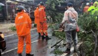 Pohon tumbang akibat hujan deras di Tangsel