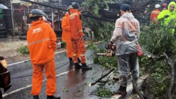 Pohon tumbang akibat hujan deras di Tangsel
