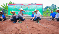 Kegiatan Tanam Jagung Serentak Kuartal 4