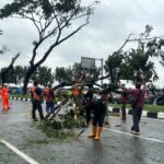 pohon tumbang di tangsel