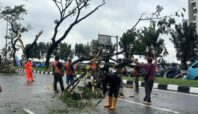 pohon tumbang di tangsel