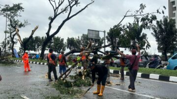 pohon tumbang di tangsel