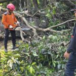 pohon tumbang di tangsel