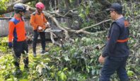 pohon tumbang di tangsel