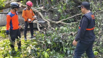 pohon tumbang di tangsel