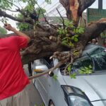Pohon Tumbang di Ciputat