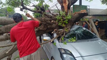 Pohon Tumbang di Ciputat