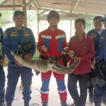 buaya sepanjang 2 meter