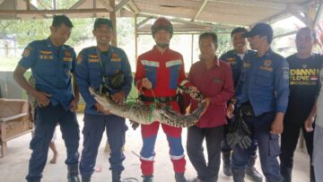 buaya sepanjang 2 meter