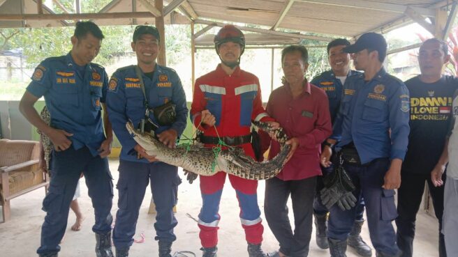 Buaya Sepanjang 2 Meter Masuk Empang Warga Setu Tangsel, Diduga Masuk dari Sungai Cisadane 1 buaya sepanjang 2 meter