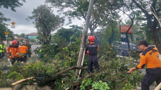 Pohon Tumbang di Ciater Serpong, Lalu Lintas Sempat Tersendat 1 pohon tumbang di ciater