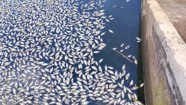 Ribuan ikan di Tandon Sarana Indah, Ciputat, Kota Tangsel, tiba-tiba mati mendadak. Foto: tangkapan layar