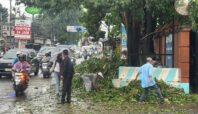 pohon tumbang di ciputat