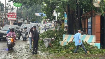 pohon tumbang di ciputat