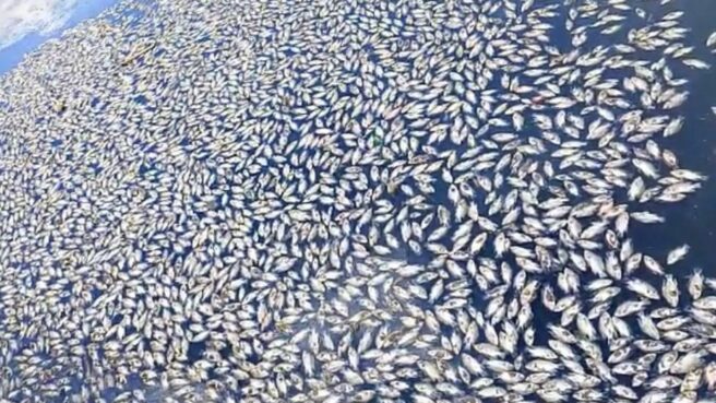 Ribuan ikan di Perumahan Sarana Indah Permai, Pamulang, Kota Tangsel, mati mendadak. Foto: Tangkapan layar