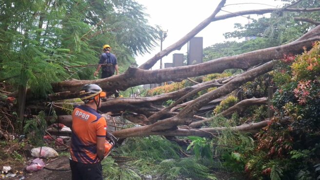 Petugas BPBD Tangsel saat mengevakuasi pohon tumbang di Jl. Kapten Soebijanto Serpong, Jumat 6 Maret 2026. Foto: BPBD Tangsel